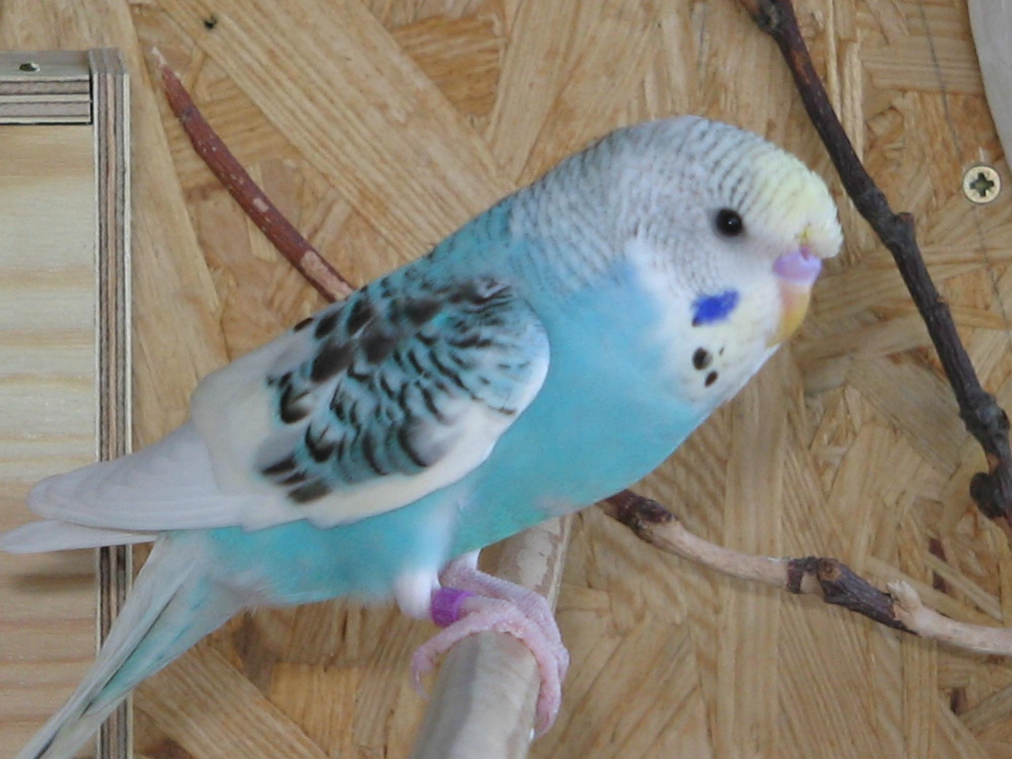 diewellis.de - Die Wellis